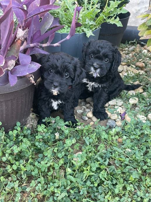 Cavapoo štenci !!!