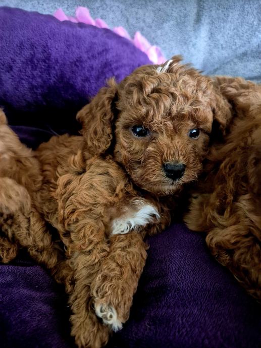Cavapoo F2 štenci