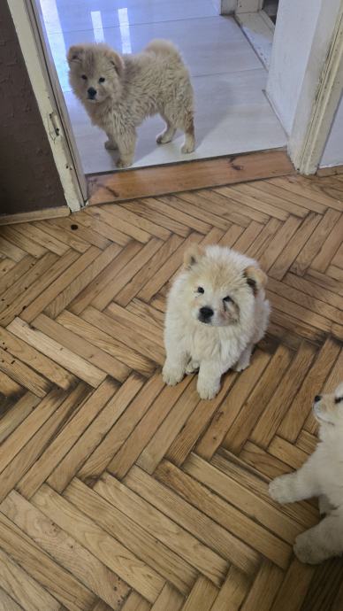 Chow chow štenci