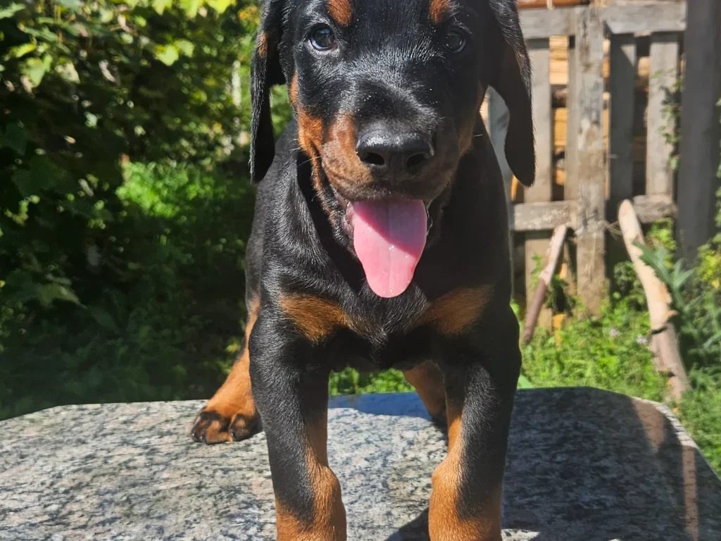 Doberman