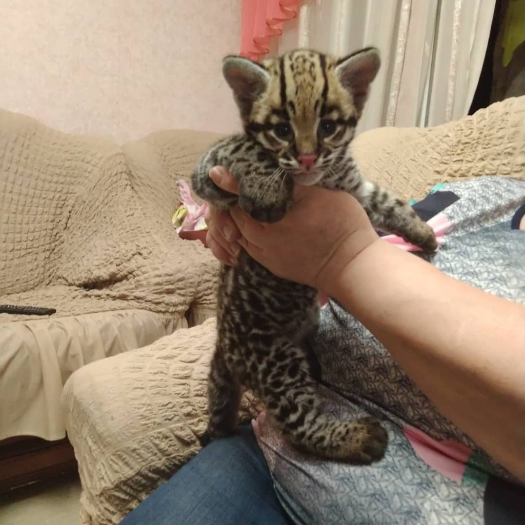 Mačići ocelota i azijske leopard mačke (ALC)