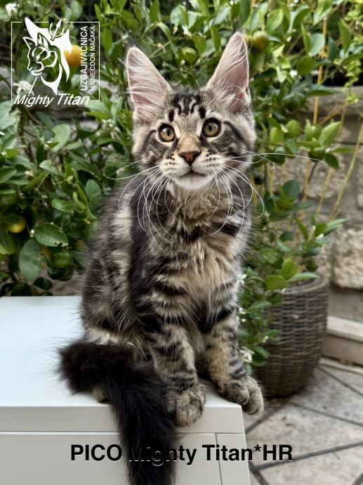 MAINE COON - PICO MIGHTY TITAN*HR