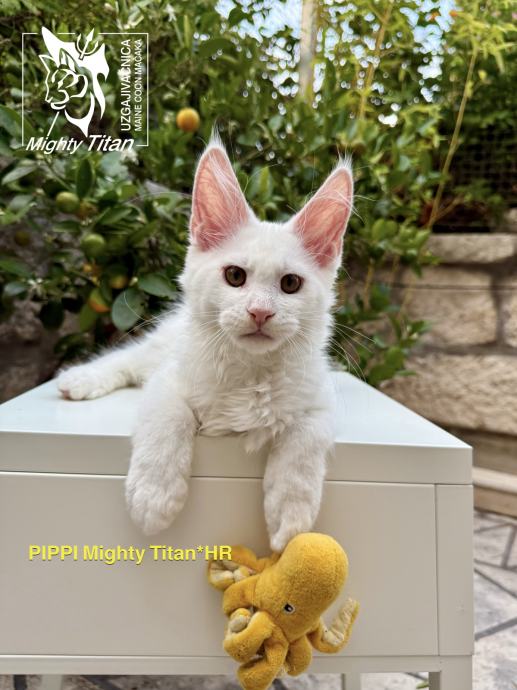 MAINE COON - PIPPI MIGHTY TITAN*HR