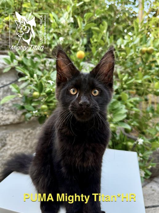 MAINE COON - PUMA MIGHTY TITAN*HR