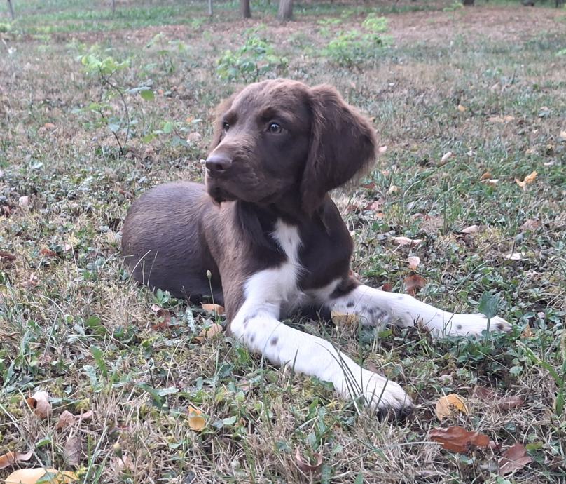 Mali minsterlander ( štenci )