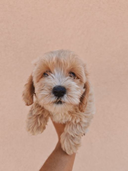 Maltipoo preljepi stenci Dostava