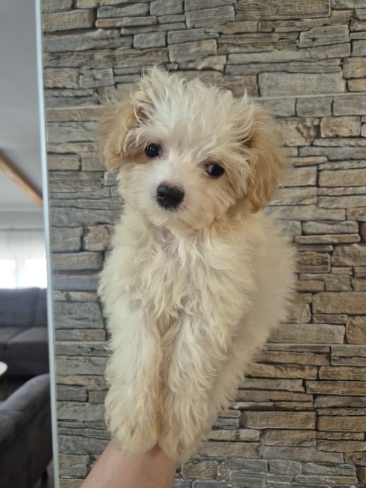 Maltipoo (cijepljen i čipiran)