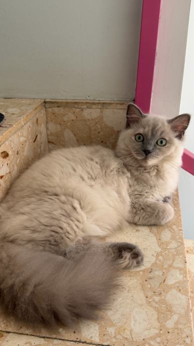 Ragdoll / Cherubim Mica
