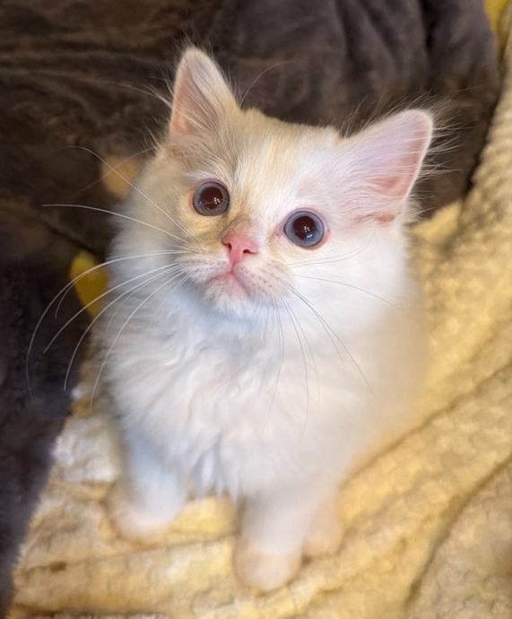 Ragdoll Mačić