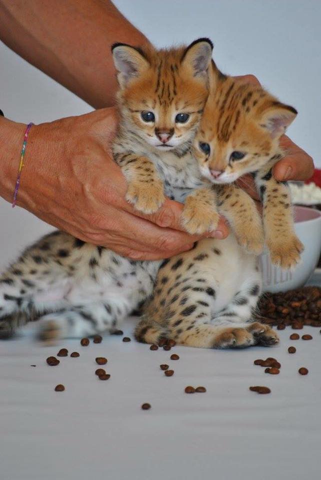 Mačići Savannah i Serval