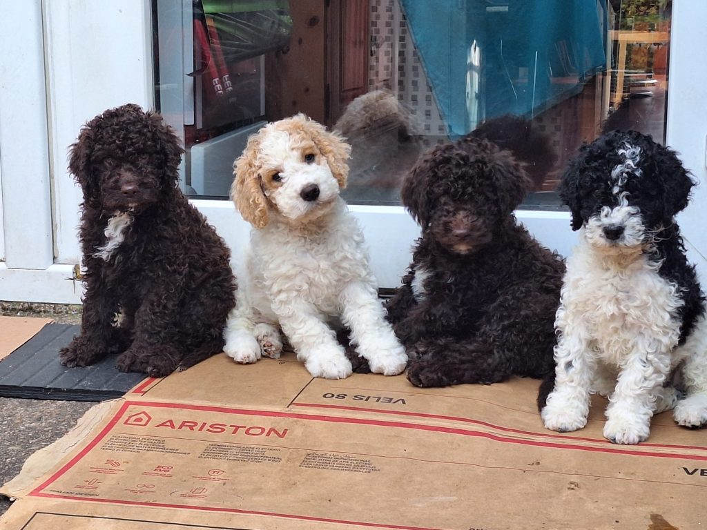 Labradoodle muški štenci