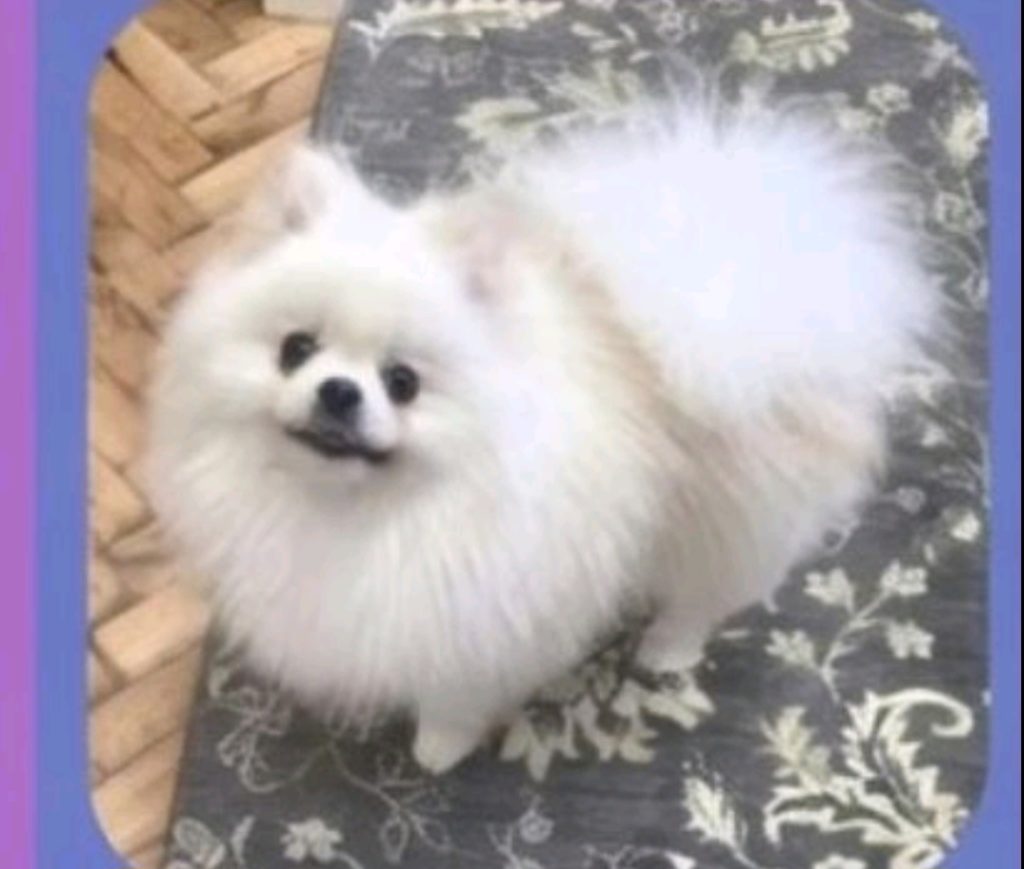 Pomeranac