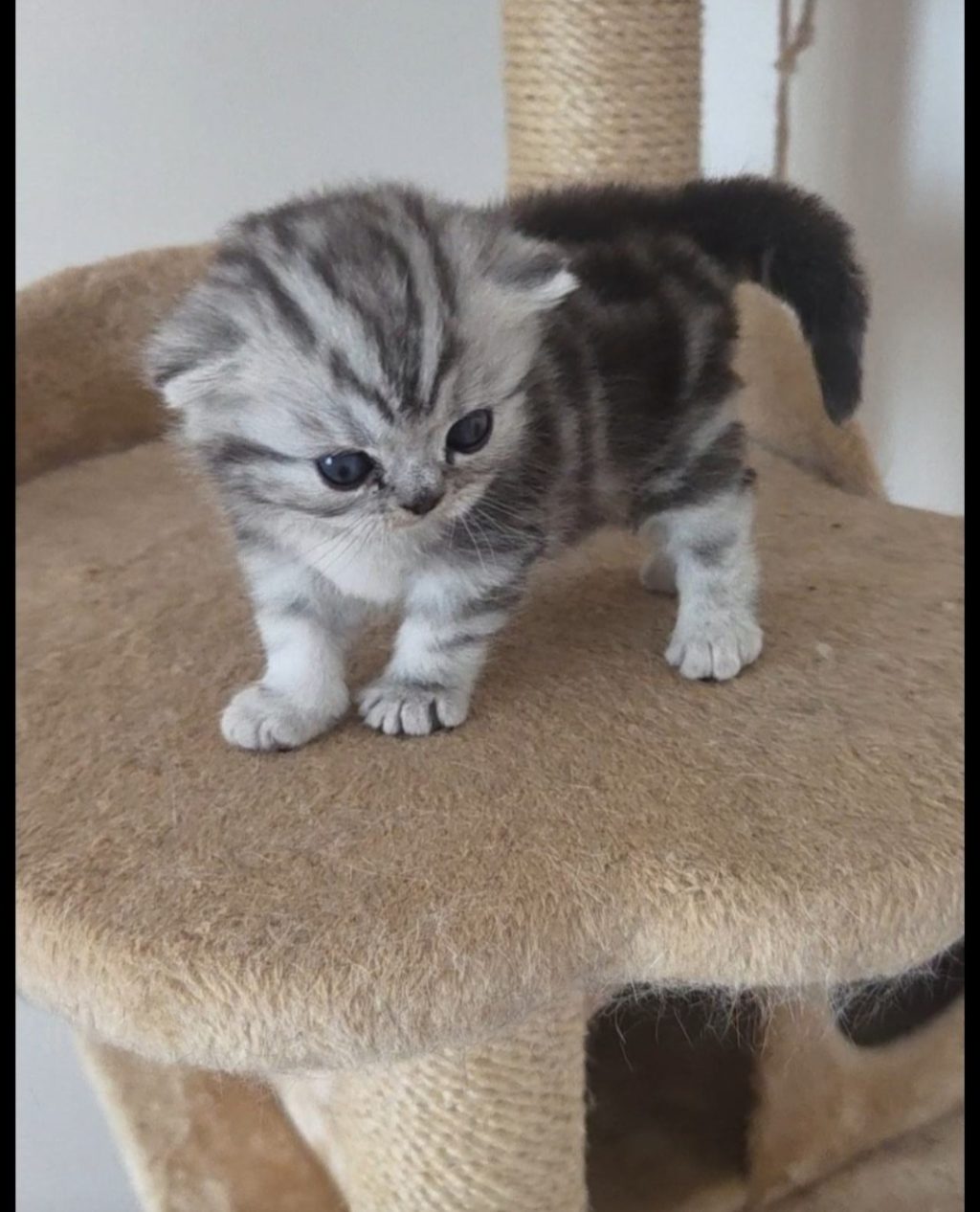 Britanski kratkodlaki silver tabby mačići - uzgajivačnica Tame Beauty