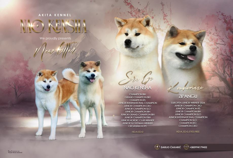 Akita Inu Štenci