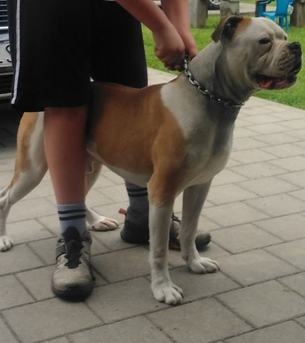 Americki bulldog štenci
