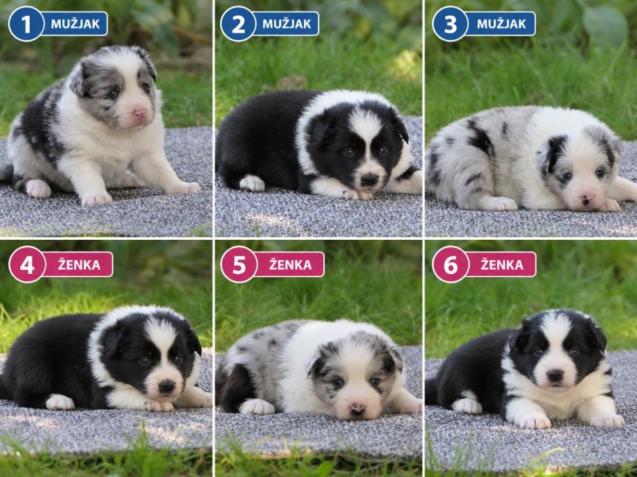 Border Collie štenci s HKS rodovnicom – Bil’Buk’Border