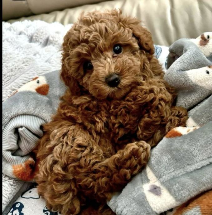 Cavapoo 1 dečko ostao!