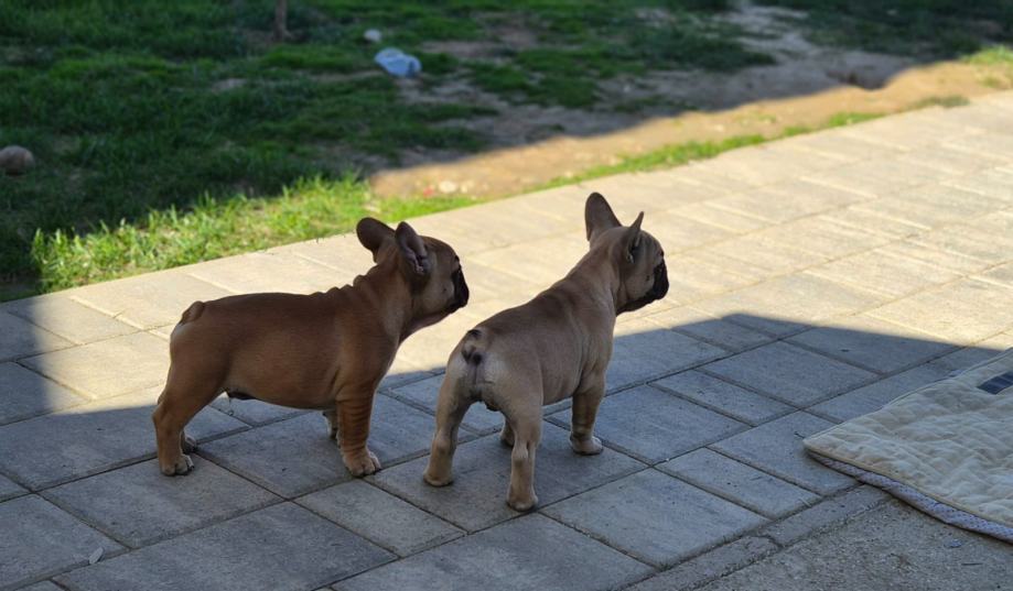 Francuski Buldog štenci - HKS Rodovnik
