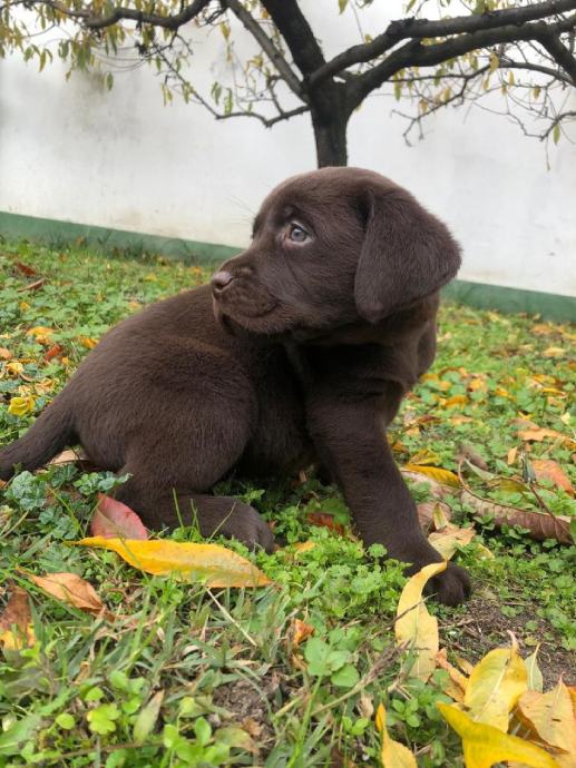 Labrador retriver SMEĐI štenci sa rodovnicom