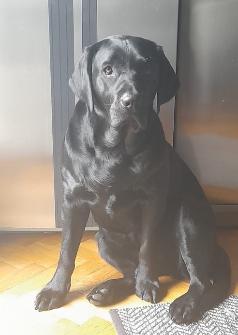Labrador Štenci