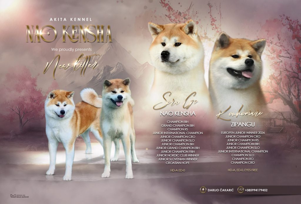 Akita Inu Štenci