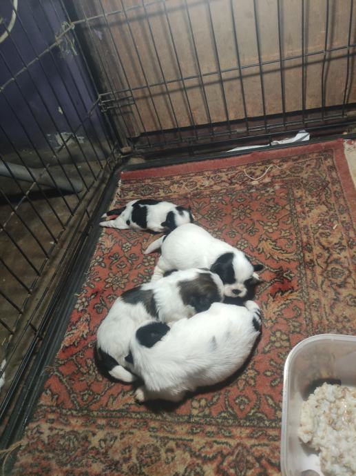 Primamo rezervacije za mini Shih Tzu štence
